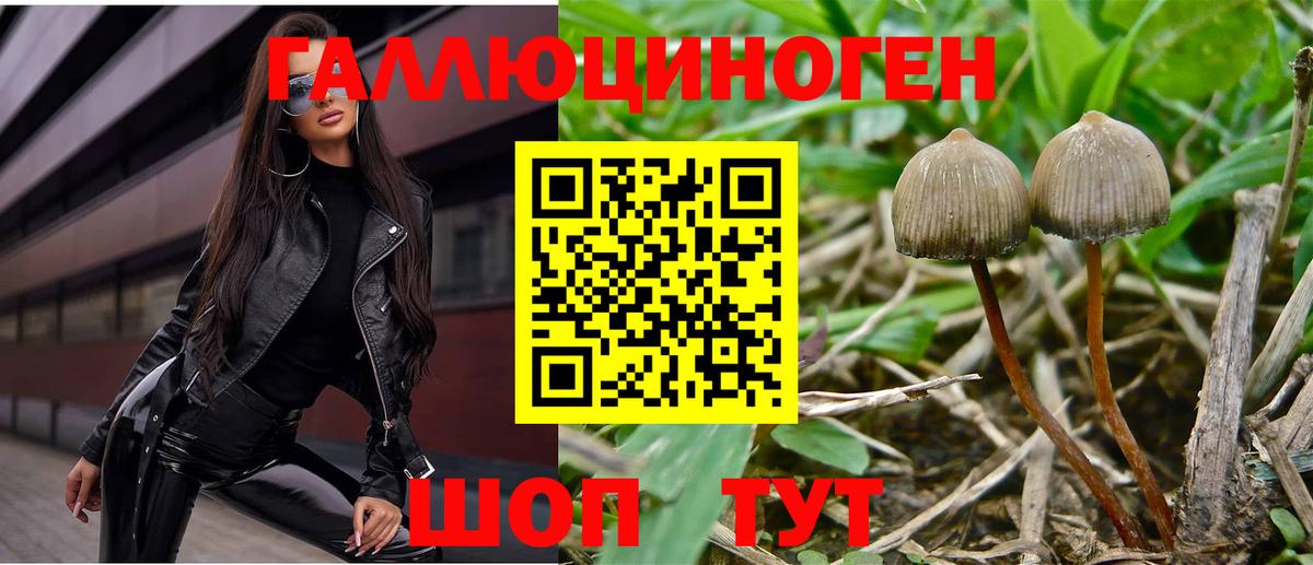 Псилоцибиновые грибы Cubensis  Псилоцибиновые грибы мицелий  Вход с VPN  Коломна 